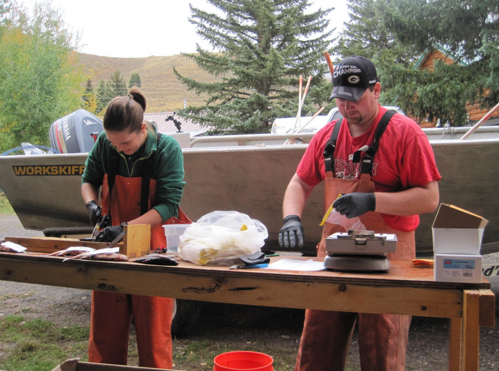 Kayla Griffin (undergraduate student) and Zach Beard (graduate student) sampling Utah Chub at Henry's Lake, Idaho